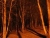 Woods