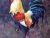 Rooster
