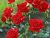 Bollywood Rose*