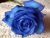 Velvet Blue Rose