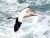 Gannet's Eye View