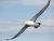 The Flight Of The Albatross