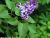 The Lilac and Ground Elder - Sestina