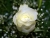 A Single White Rose