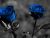 Blue Roses