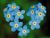 Forget-Me-Not, Forget-Me-Never