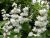 Deutzia Scabra - Sleepy Eyed