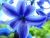The Boy in Hyacinth Blue