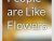 People are like fowers