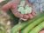 Fava beans