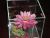 The Glass Image