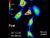 Biochemists Develop New Way to Control Cell Biology with Light