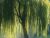 Weeping Willow....at night 