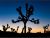 joshua tree...