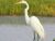 The Marsh