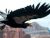 A Condor's Triumph (All poems begin here going down the list) 