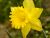 Daft Daffodil