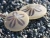 Sanddollars