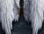 Nephilim