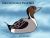 Galon the Northern Pintail Duck