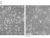 Caco-2 Cell Permeability Assay