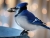 Blue Bird, Blue Jay