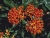 Butterfly Weed