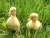 duckling dreams: a haiku