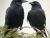 CROW