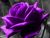 The Purple Rose Revealed 