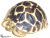 What are the Top Five Tortoises for Sale on the Market Today?