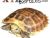 Some Interesting Facts about Tortoise Shells