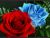 Red Rose / Blue Rose