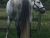 Horse tale 