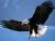 The Rapture of Eagles