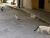 stray cats in athens