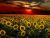 In a Field of Sunflowers