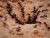 Ant Farm