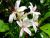 Honeysuckle Memories