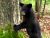 Bear Scare... (Series of Adirondack Summer Senryus)