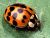 that blasted halloween lady beetle