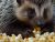 Popcorn and Porcupines 
