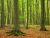The Trees