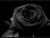 black rose