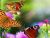 Sweet little butterfly..
