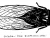 Cicada