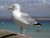 Shore Birds