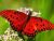 the red butterfly