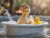 Duck in the bathtub 
