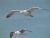 Seagulls Gathering